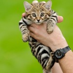 【画像有り】世界最小の猫「クロアシネコ」の赤ちゃんがとんでもなく可愛い！